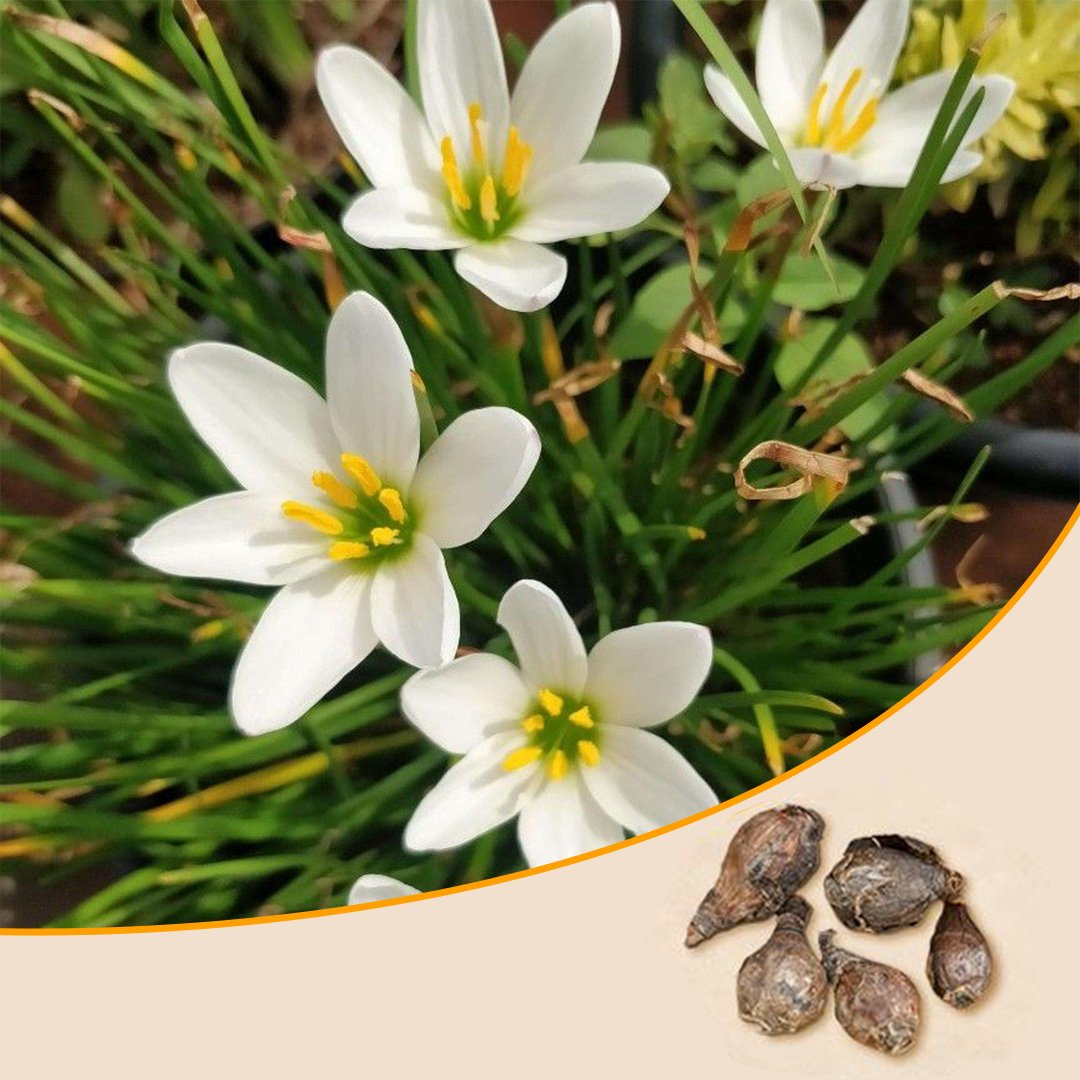 Zephyranthes Rain Lily Bulbs